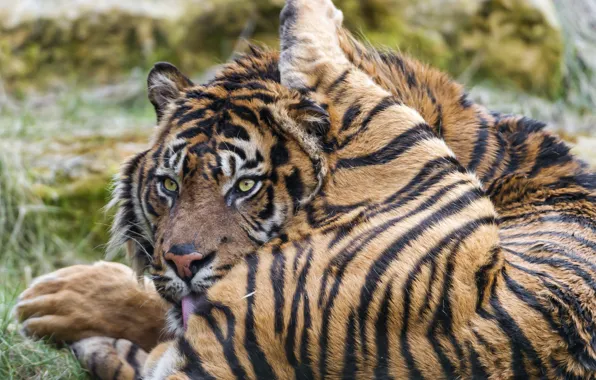 Picture cat, tiger, washing, ©Tambako The Jaguar, Sumatran