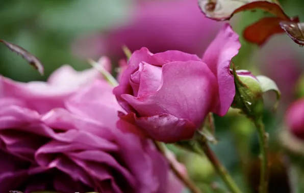 Wallpaper flowers, pink, garden, blur, roses, leaves, bokeh, buds