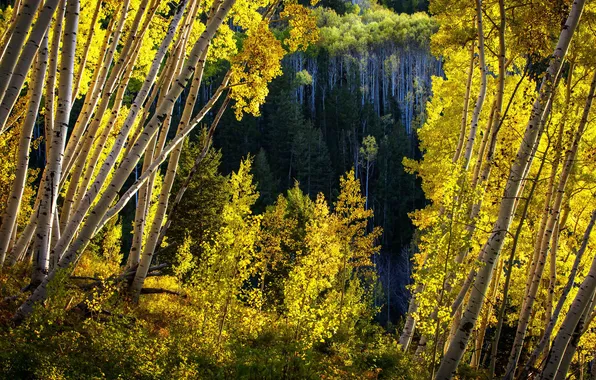 Autumn, leaves, trees, Colorado, USA, aspen, Aspen
