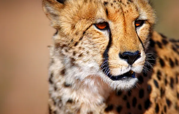 Picture Cheetah, South Africa, South Africa, Cheetah, wild animal, Kalahari, The Kalahari desert, wild animals