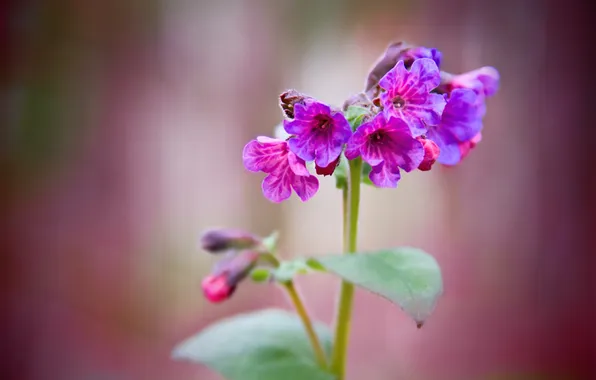 Picture leaves, Flowers, spring, stem, lilac, lungwort