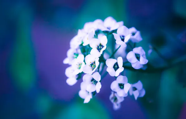 Picture flower, branch, petals, blur, white