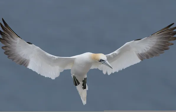 Picture nature, bird, Northern Gannet