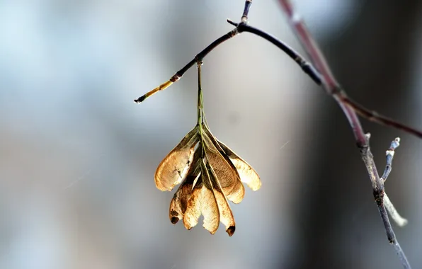 Branches, nature, beauty