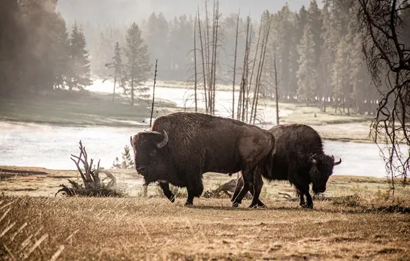 Picture animal, wildlife, buffalo, bison, white bisons, Plains bison