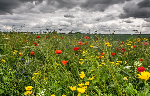 Field, summer, the sky, grass, clouds, flowers, Maki, buttercups