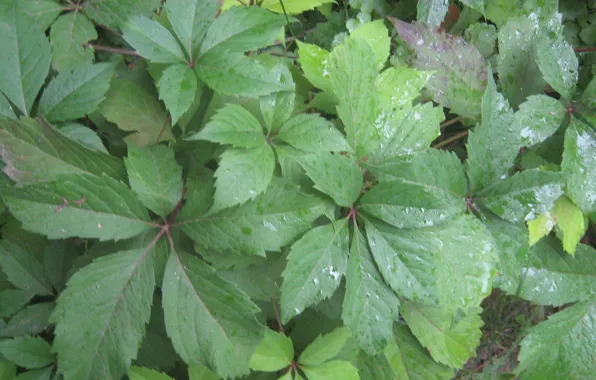 Picture greens, summer, leaves, Rosa, rain, wild grapes