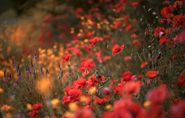 Flowers, glade, Mac, Maki, meadow, red, field, poppy field