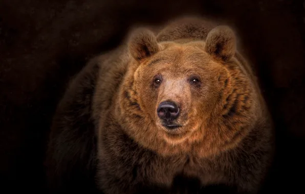 Portrait, bear, the dark background, the Bruins