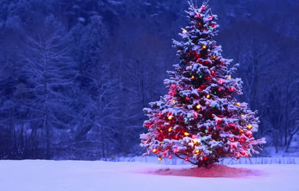 Forest, snow, night, lights, tree, spruce, New Year, Christmas
