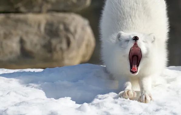Winter, snow, pose, mouth, yawns, Fox, stretching
