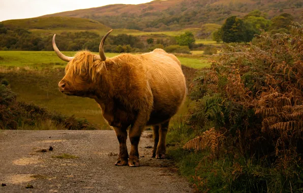 Picture red, cows, bangs, mountains, bull, road, walk, the bushes