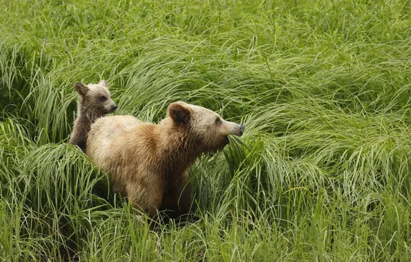 Animals, grass, nature, predators, bears, grizzly