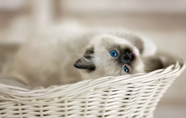 Picture look, basket, baby, kitty, blue eyes, bokeh, Ragdoll
