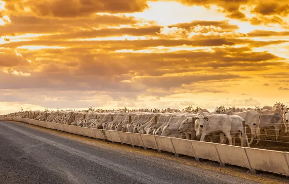 Road, the fence, cattle