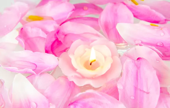 Flowers, roses, candle, petals, pink