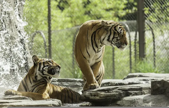 Predators, bathing, pair, wild cats, tigers, zoo