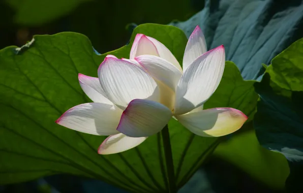 White, flower, leaves, light, Lotus