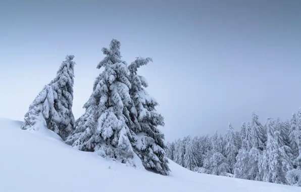 Picture winter, snow, trees, landscape