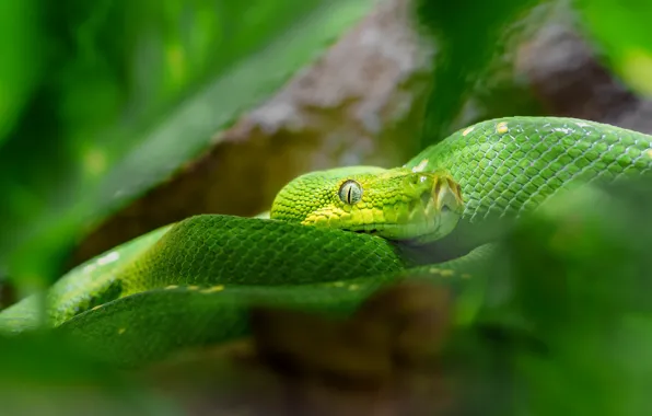 Green, snake, snakes, Python, bokeh