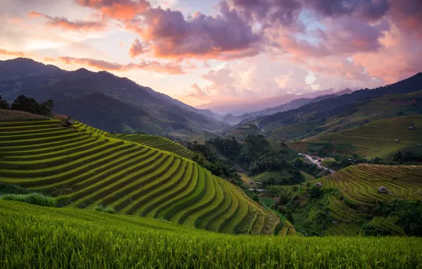Hills, field, Asia, Vietnam, rice, Mu Cang Chai District