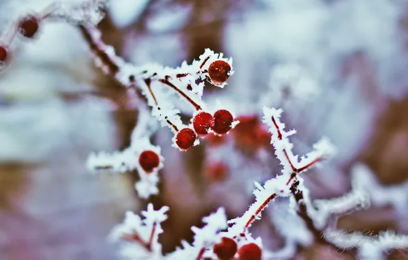 Picture frost, blur, frost, Rowan, Christina Manchenko