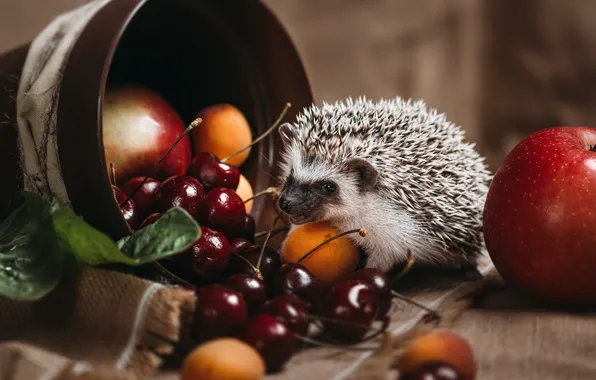 Needles, cherry, background, apples, fabric, pot, animal, hedgehog