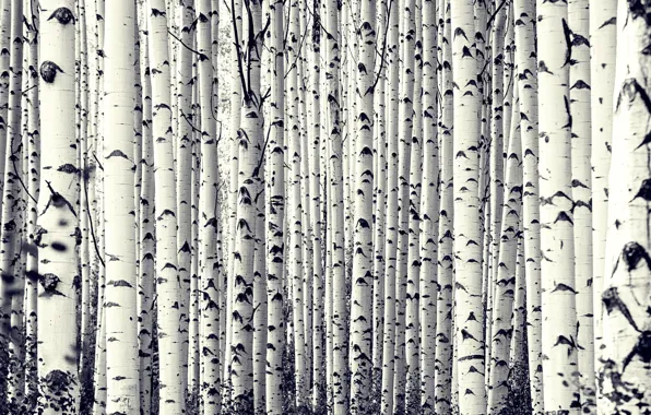 Picture trees, birch, Birch