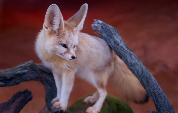 Look, predator, muzzle, ears, Fox, Fenech