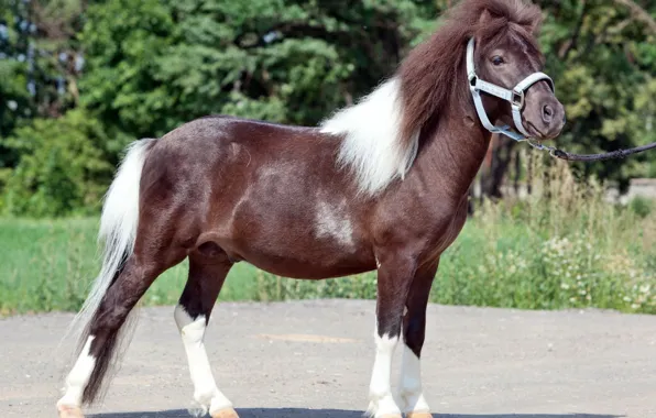 Nature, photo, horse, pony, hairstyle