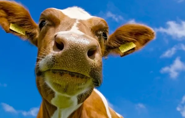 Picture animals, the sky, cow