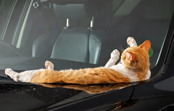Machine, cat, cat, glass, pose, reflection, the dark background, legs