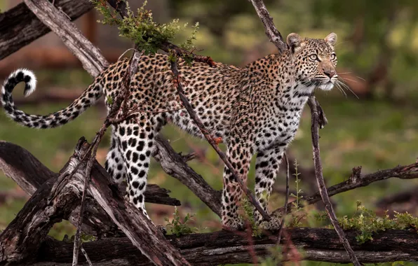 Look, branches, nature, wet, background, leopard, is, branches