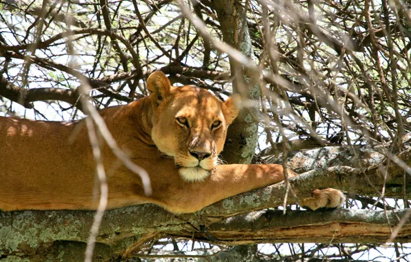 Picture cat, branches, tree, stay, lioness