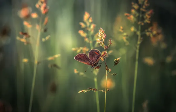Grass, macro, butterfly, spikelets