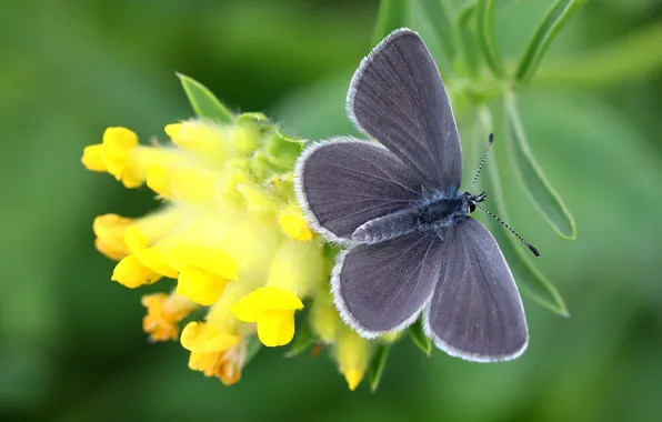 Macro, flowers, green, background, butterfly, plant, yellow, insect