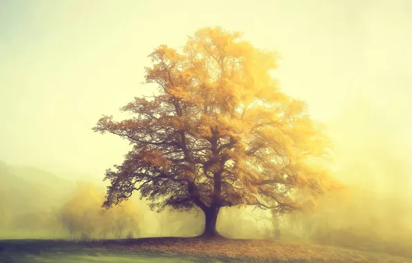 Picture autumn, photo, tree, haze, Lars van de Goor