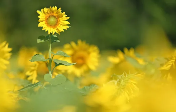 Summer, sunflowers, nature
