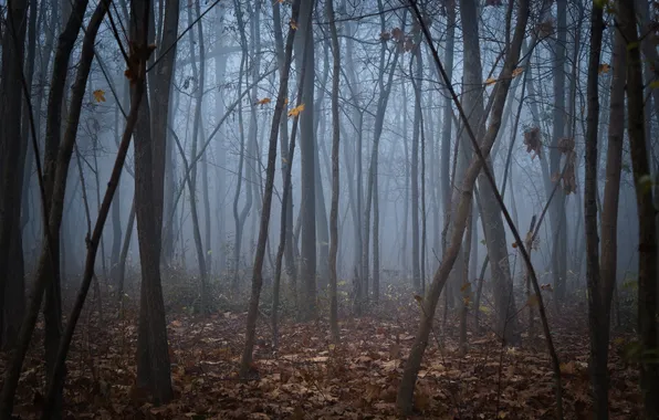 Forest, trees, nature, fog, Moldova, Chisinau Municipality, Riscani, Lurie