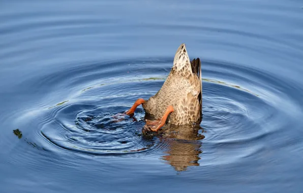 Picture water, tail, duck