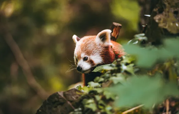 Look, leaves, stones, portrait, red Panda, face, bokeh, red Panda