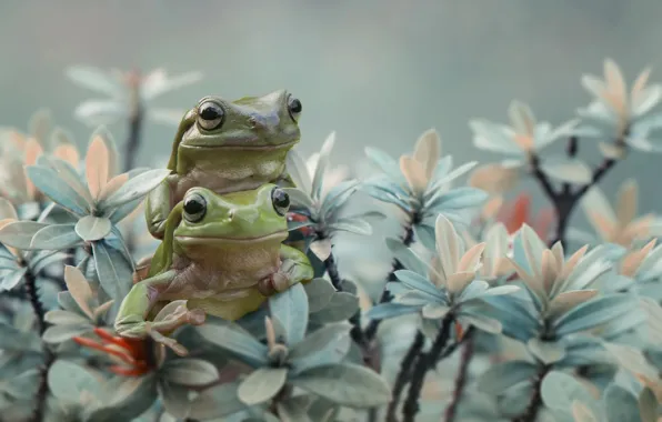 Animals, leaves, branches, pair, frogs, amphibians