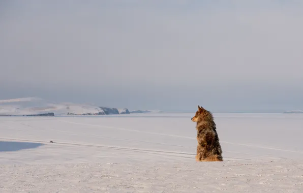 Winter, field, the sky, snow, space, hills, back, dog