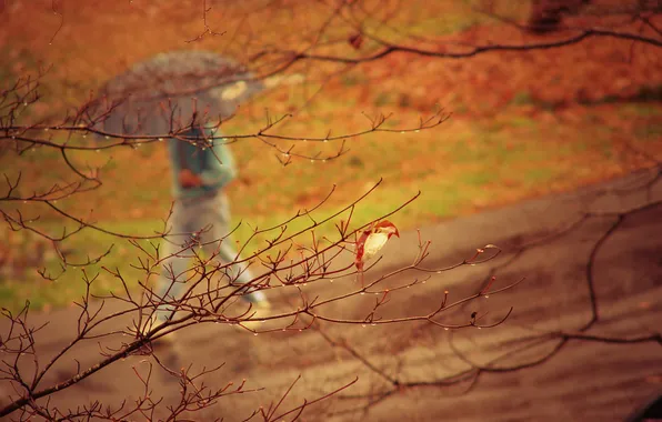 Road, autumn, drops, rain, tree, mood, people, branch