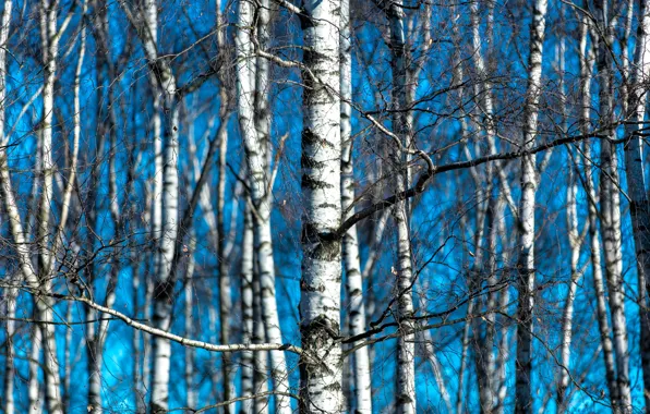 Picture nature, spring, birch