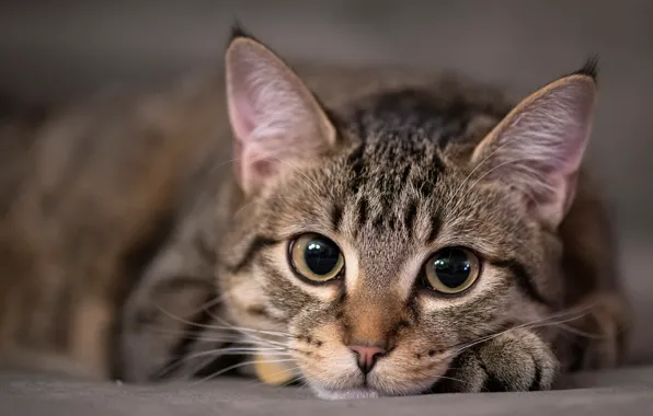 Cat, eyes, cat, look, face, grey, portrait, kitty