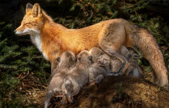 Fox, Fox, kids, mom, cubs, cubs, brood, breastfeeding