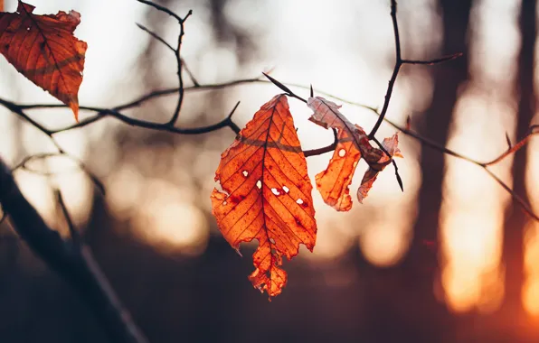 Autumn, light, sunset, branches, sheet, leaf, red, bokeh