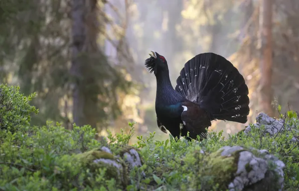 Picture grouse, bird, forest