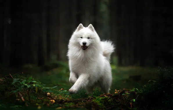 Forest, each, dog
